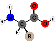 800px-Amino_Acid_Structure